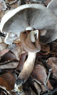 Agrocybe parasitica image