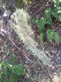 Usnea intermedia image