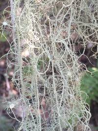 Usnea intermedia image