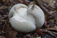 Lycoperdon perlatum image