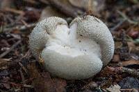 Lycoperdon perlatum image