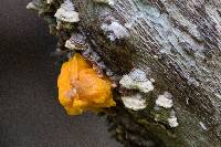 Tremella aurantia image