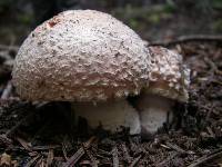 Amanita muscaria image