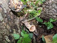 Polyporus squamosus image