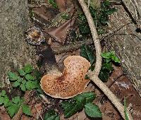 Polyporus squamosus image