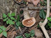 Polyporus squamosus image