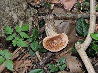 Polyporus squamosus image