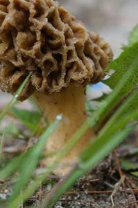 Morchella americana image