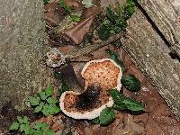 Polyporus squamosus image