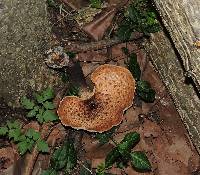 Polyporus squamosus image