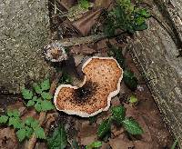 Polyporus squamosus image