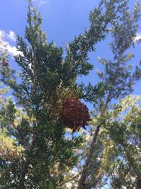 Gymnosporangium juniperi-virginianae image