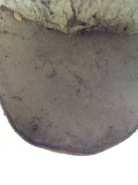 Fomes fomentarius image