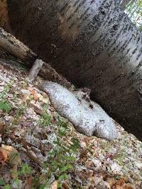 Fomitopsis betulina image