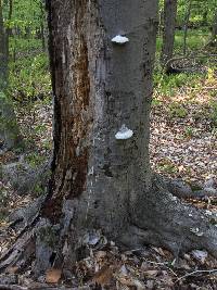 Fomes fomentarius image