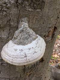 Fomes fomentarius image