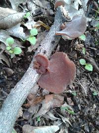 Auricularia auricula-judae image