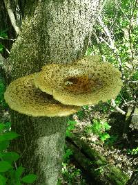 Polyporus squamosus image