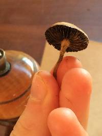 Psilocybe coprophila image