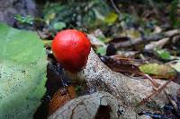 Leratiomyces erythrocephalus image