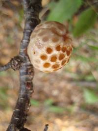 Cyttaria gunnii image