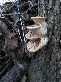 Polyporus squamosus image