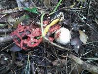 Clathrus ruber image