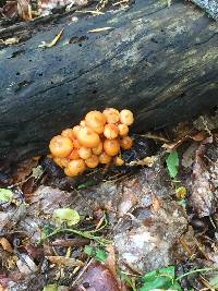 Mycena leaiana image