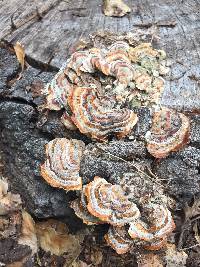 Trametes versicolor image