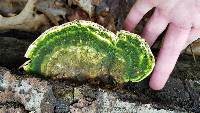 Trametes gibbosa image