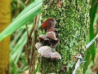 Auricularia auricula-judae image