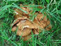 Armillaria tabescens image