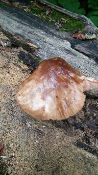 Pluteus cervinus image