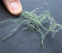 Ramalina menziesii image