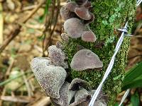 Auricularia auricula-judae image