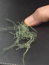 Ramalina menziesii image