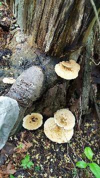 Polyporus squamosus image