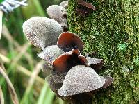 Auricularia auricula-judae image