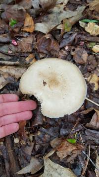 Pluteus petasatus image