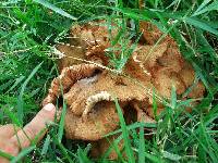 Armillaria tabescens image