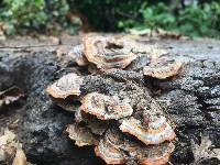 Trametes versicolor image