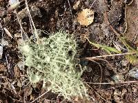 Usnea intermedia image