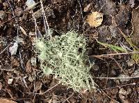 Usnea intermedia image