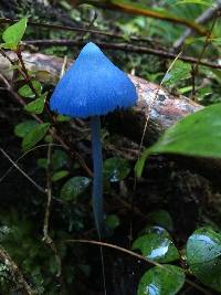 Entoloma hochstetteri image