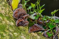 Auricularia auricula-judae image