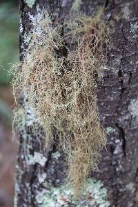 Usnea rubicunda image