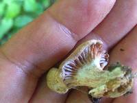 Laccaria amethysteo-occidentalis image