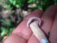 Laccaria amethysteo-occidentalis image