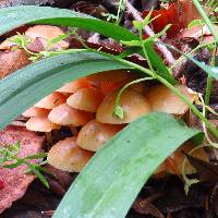 Mycena leaiana image