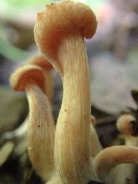 Laccaria laccata image